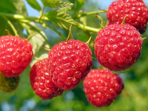 SodaSlim natural weight loss supplement